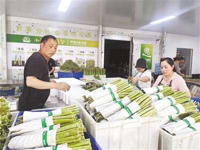 梦飞田园芦笋种植基地内，工人们正忙分拣、打包芦笋。