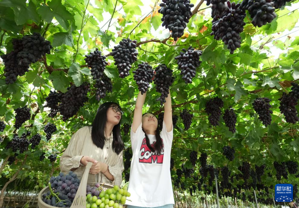 8月8日,游客在河北省昌黎县十里铺乡耿庄村蓝阔庄园采摘葡萄。