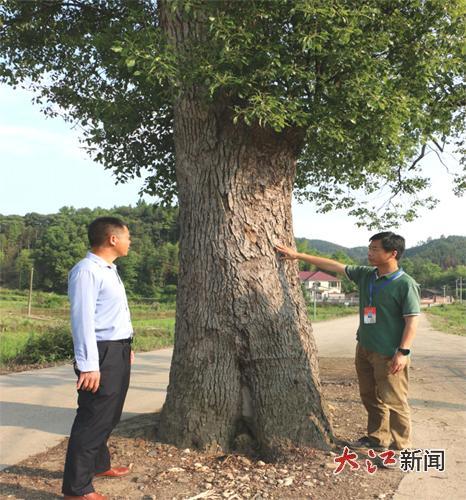 森防技术人员在为古樟树“体检”
