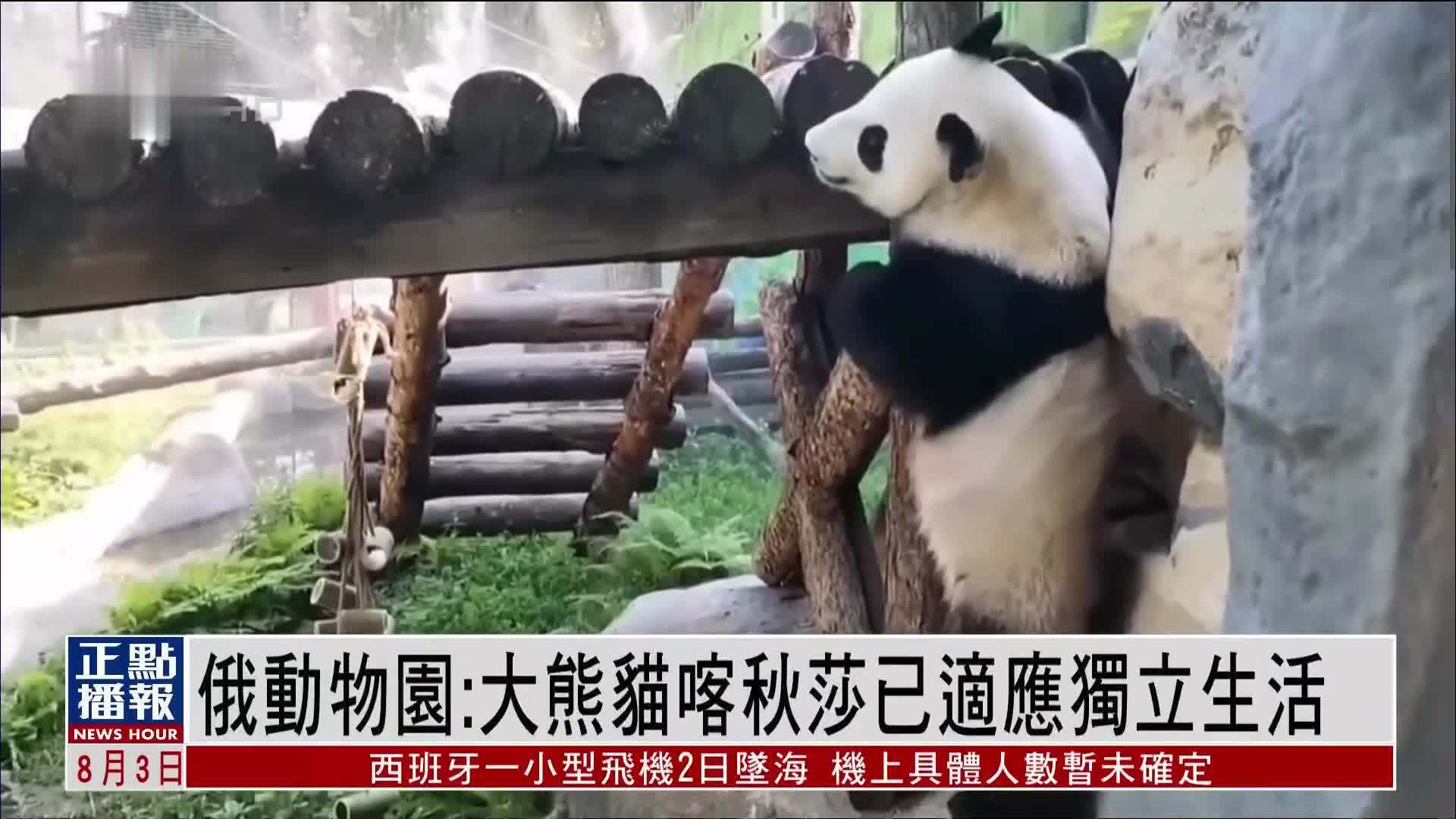 俄罗斯动物园：大熊猫喀秋莎已适应独立生活
