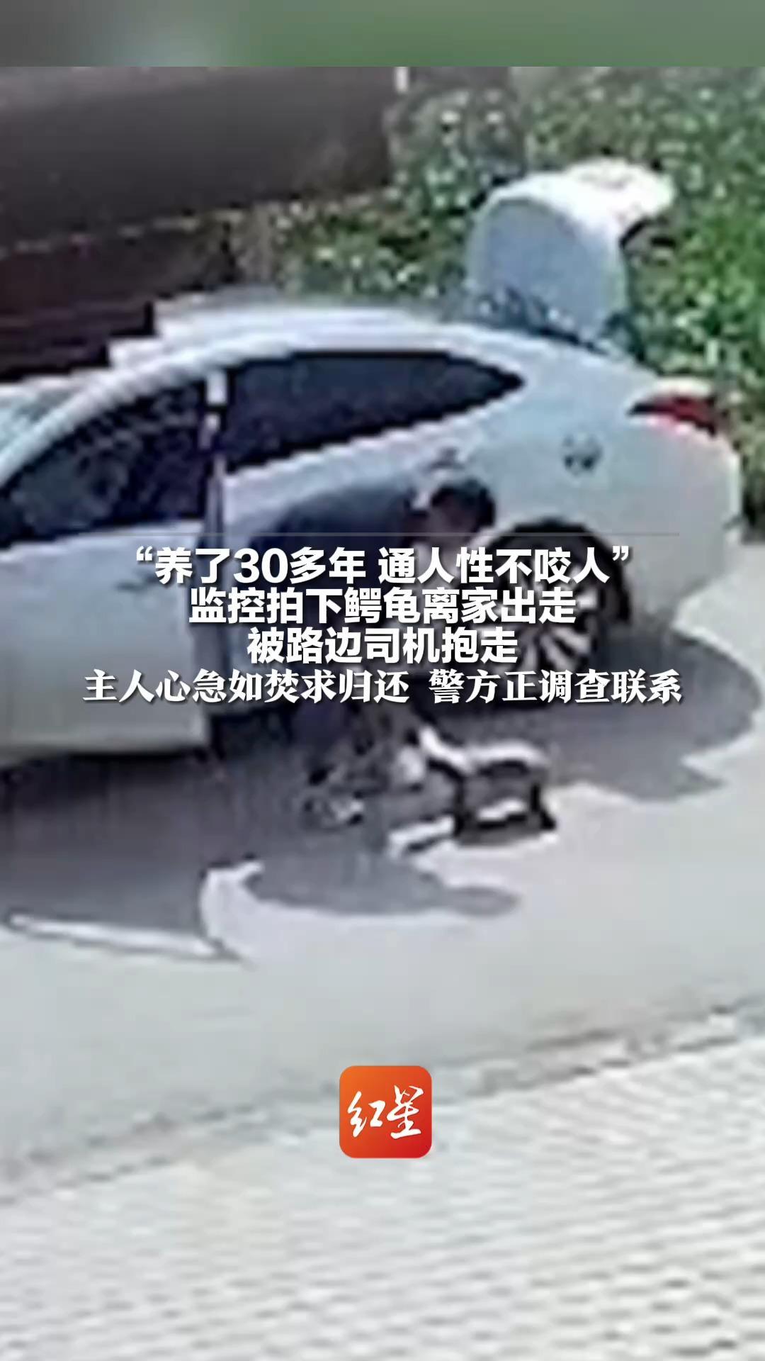 “养了30多年 通人性不咬人” 监控拍下鳄龟离家出走 被路边司机抱走 主人心急如焚求归还 警方正调查联系