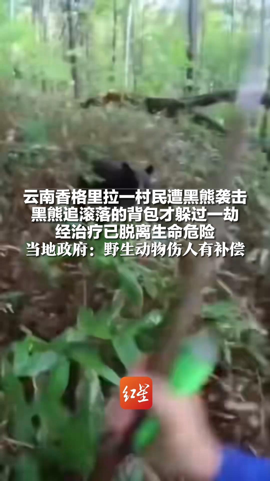 云南香格里拉一村民遭黑熊袭击 黑熊追滚落的背包才躲过一劫 经治疗已脱离生命危险 当地政府：野生动物伤人有补偿