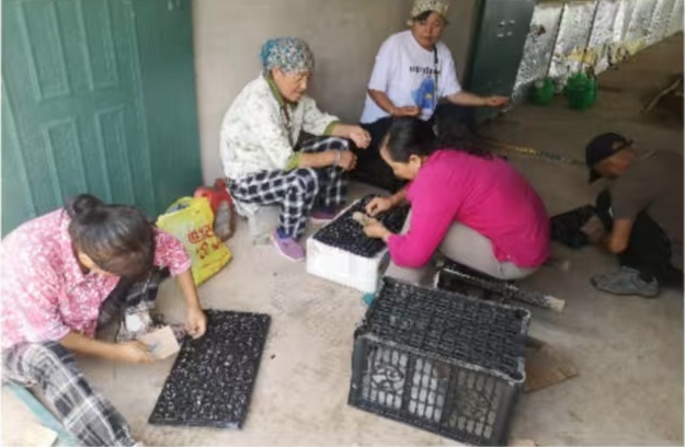 “芹”劳致富“蔬”写振兴 华亭农户奏响夏日劳作乐章