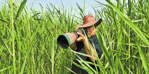8月6日，刘全盛在南大港湿地拍鸟。本报记者 戴绍志摄