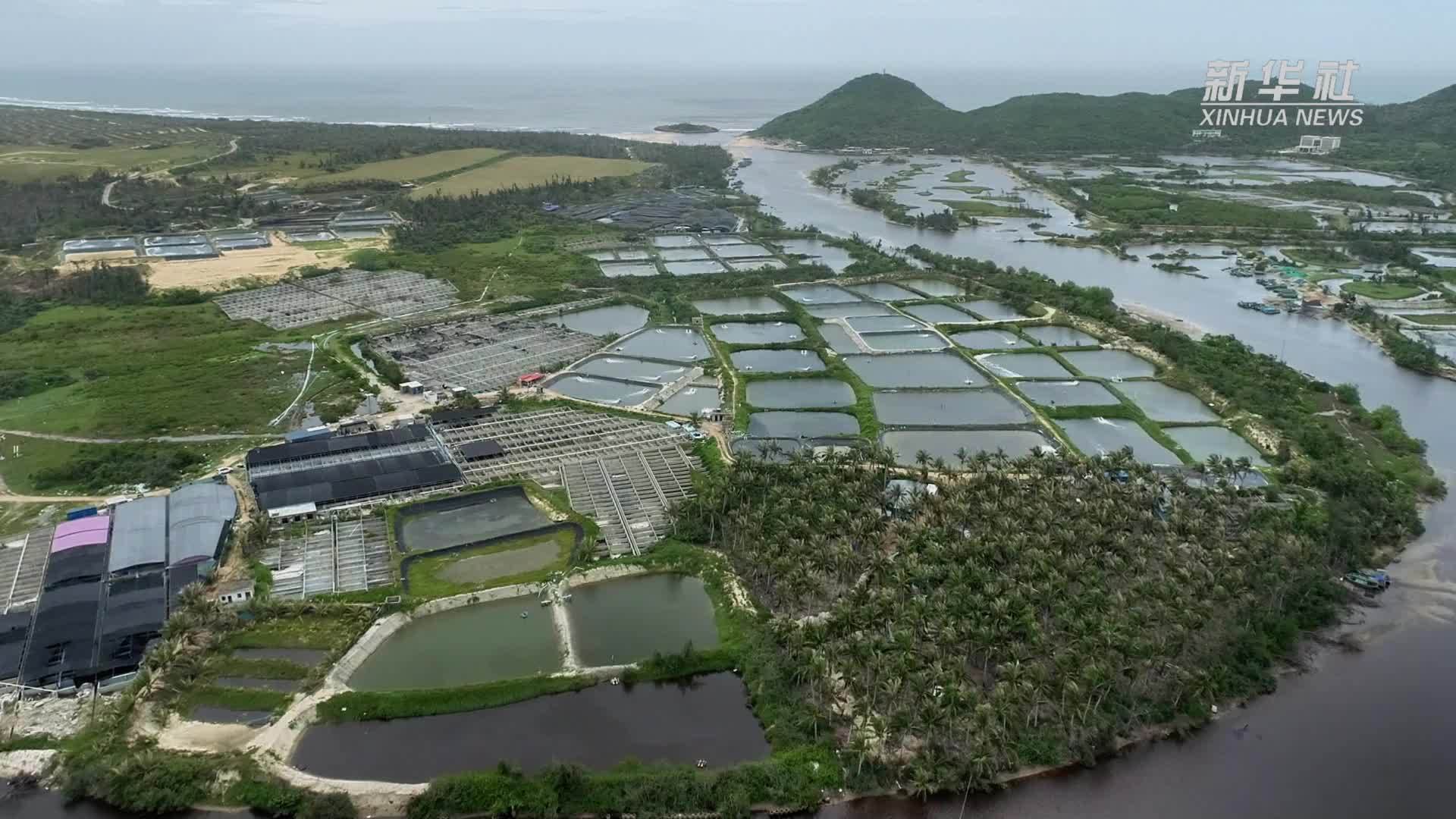新华全媒+｜金融活水助力养殖户搏击风浪再扬帆——回访“摩羯”台风登陆点海南文昌生产一线见闻