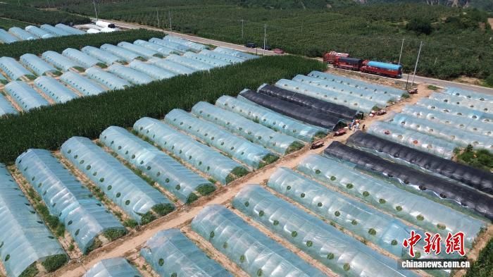 航拍洛川县的西瓜大棚。　李进 摄