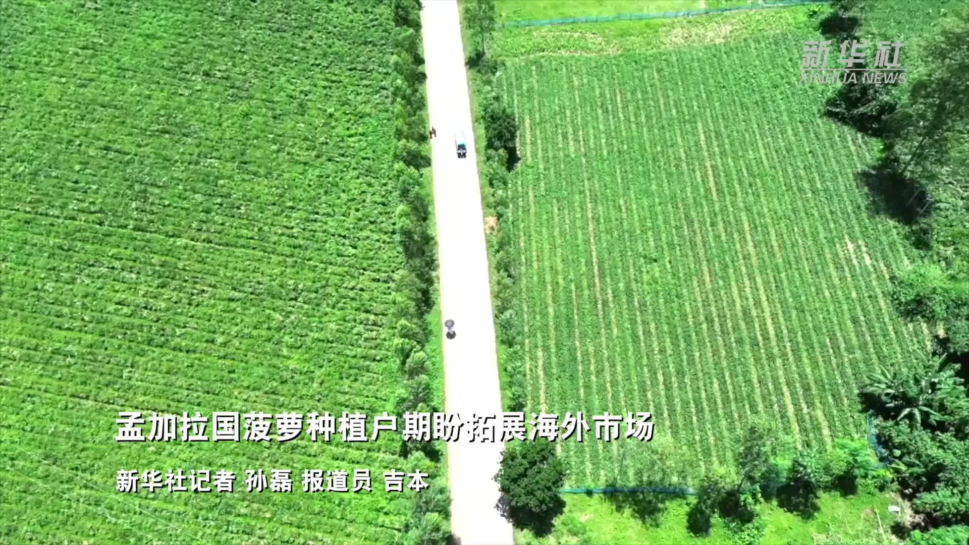 孟加拉国菠萝种植户期盼拓展海外市场