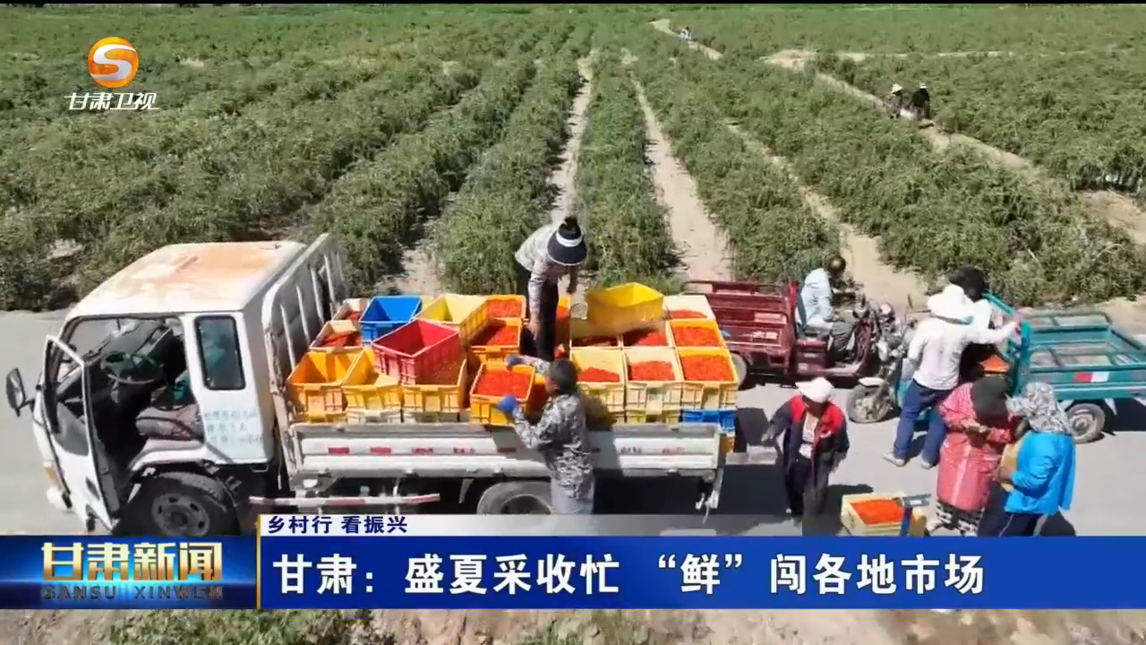 高原夏菜抢“鲜”上市　陇原盛夏采收忙