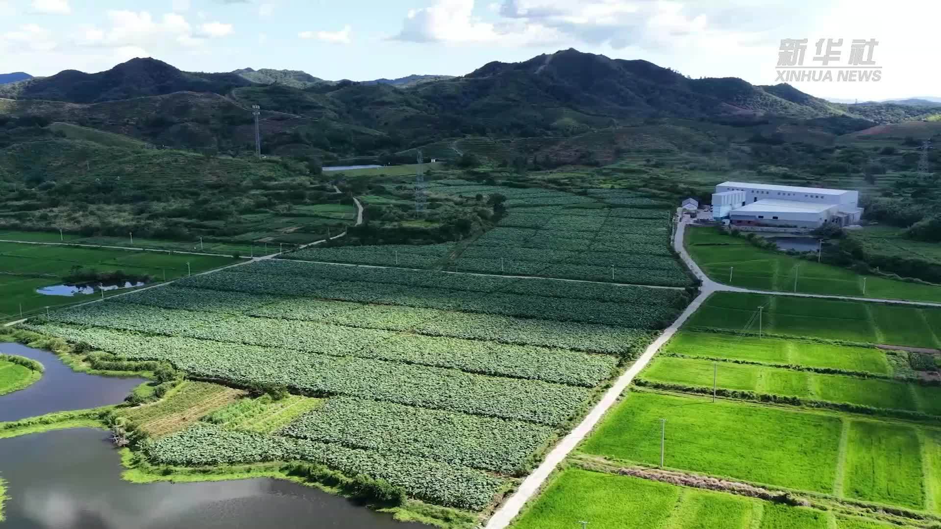 江西都昌：千亩荷田采莲忙