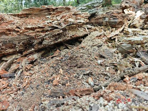 一戳就碎的树干