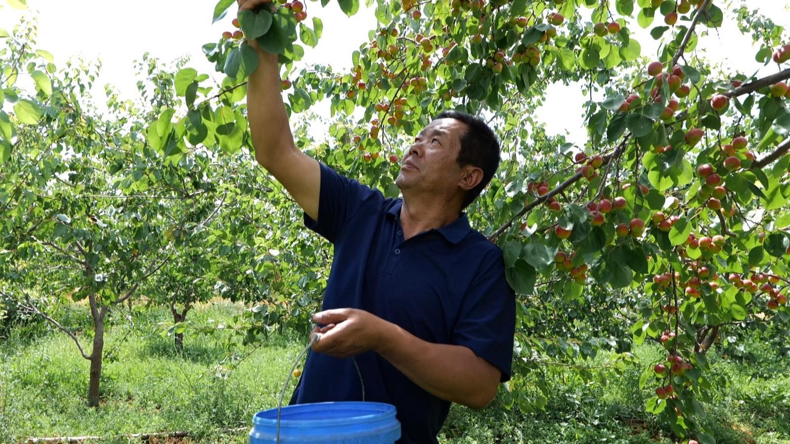 “乡”约永昌 快来采摘你的小“杏”运