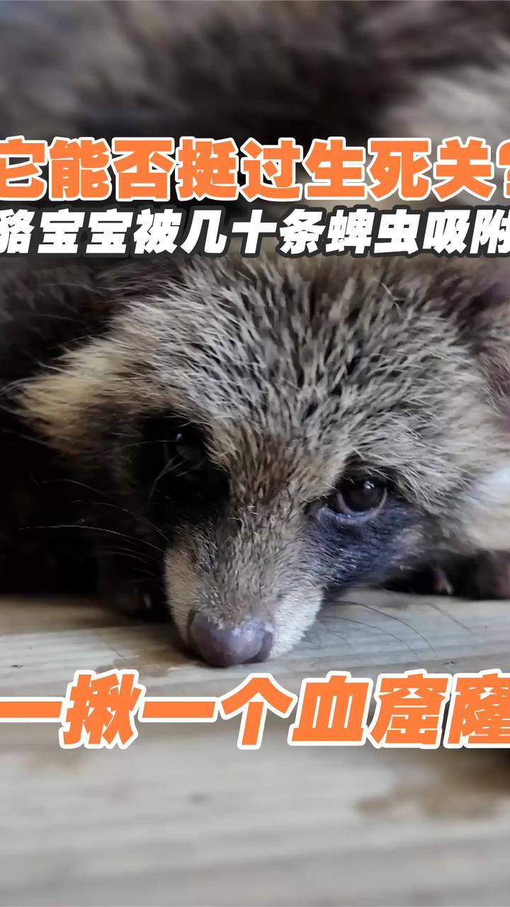 貉宝宝被几十条蜱虫吸附，它能否挺过生死关？
