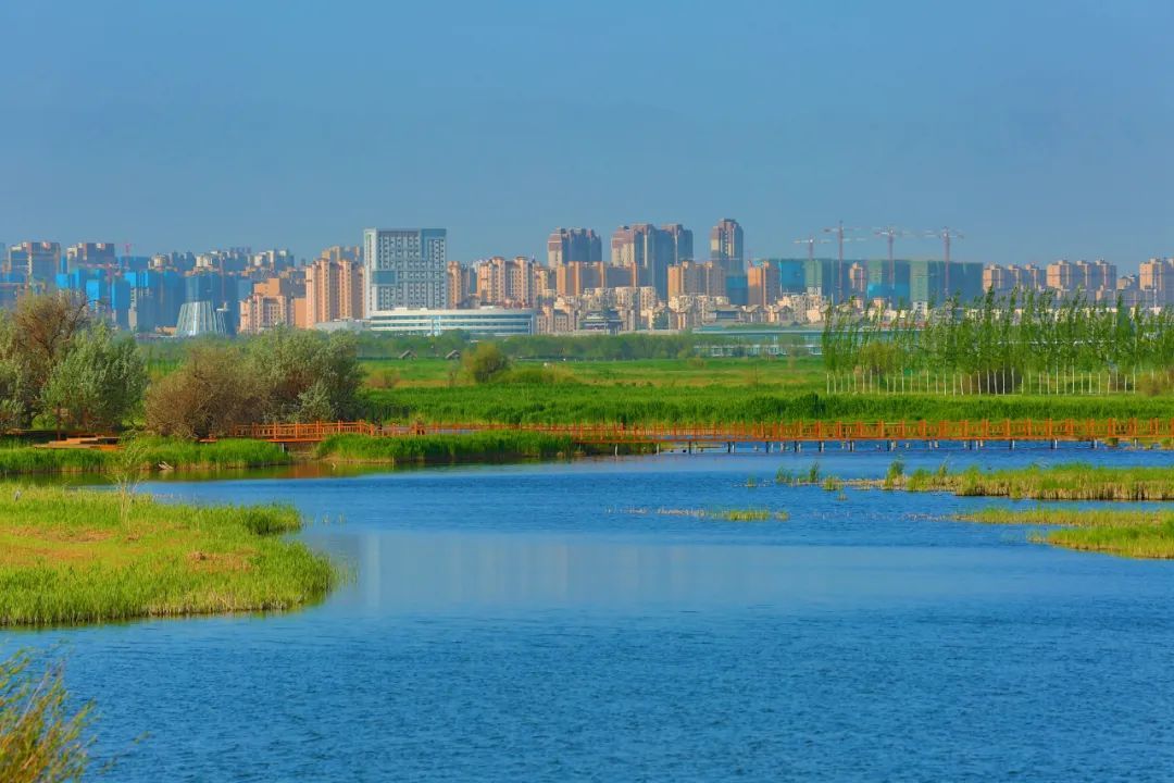 近年来,张掖市加大湿地治理修复力度,形成了“水清、岸绿、景美、宜居”的城市湿地公园。新甘肃·甘肃日报通讯员 杨潇