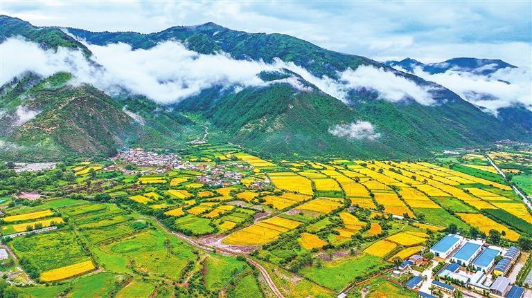 雨后的迭部县电尕镇云雾缭绕，金色的青稞田与碧绿的远山勾勒出一幅动人的田园画卷。新甘肃&middot;甘肃日报记者　田蹊