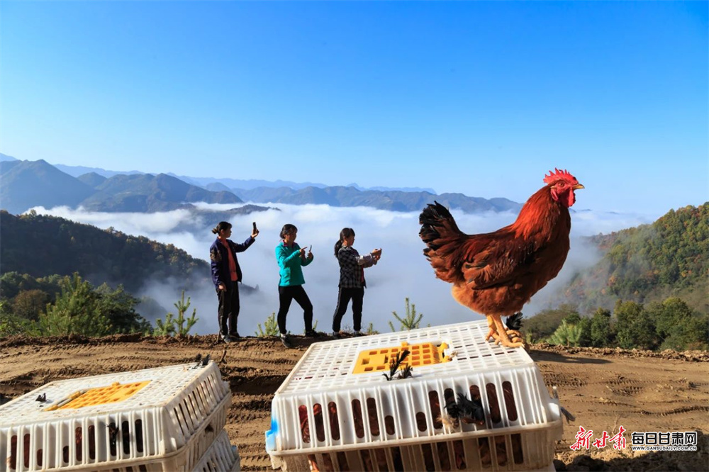 《高山上的鸡司令（组照）》　杨晓宏