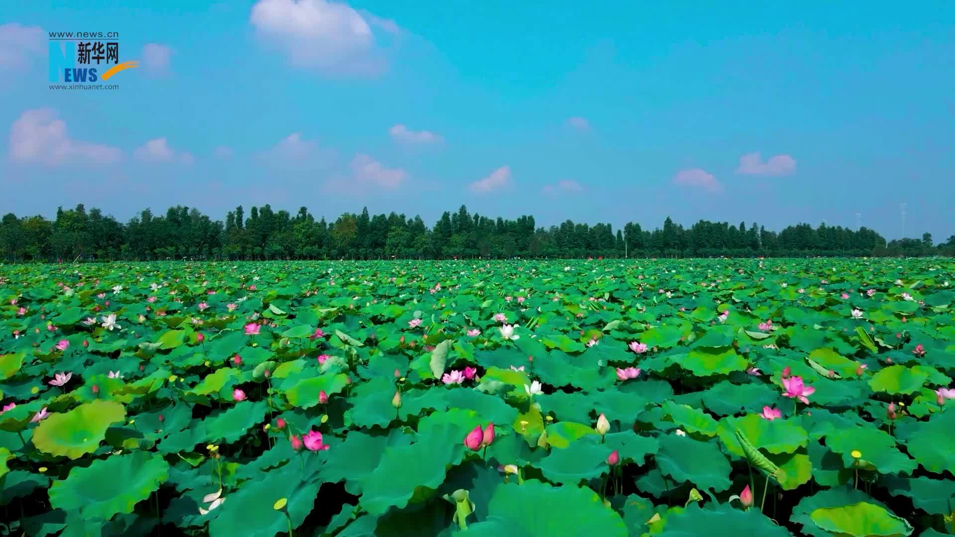 重访抗战地标｜白洋淀·“水上奇兵”雁翎队