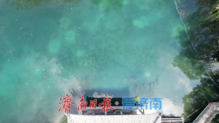 一年四季 泉在济南｜夏秋交替 泉景醉游人