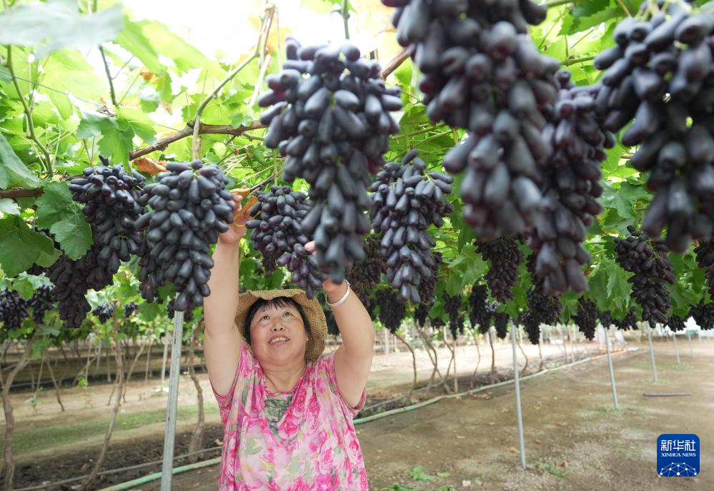 8月8日,果农在河北省昌黎县十里铺乡耿庄村蓝阔庄园采摘葡萄。