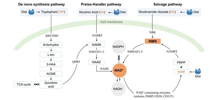 点击查看原始图片