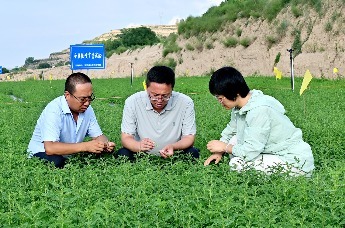 陇西：科技加持万亩药田育丰收凤凰网甘肃_凤凰网