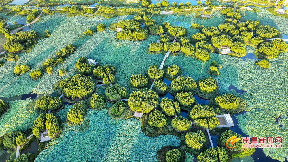 航拍南昌鱼尾洲公园：翠绿湿地 休闲秘境（图）