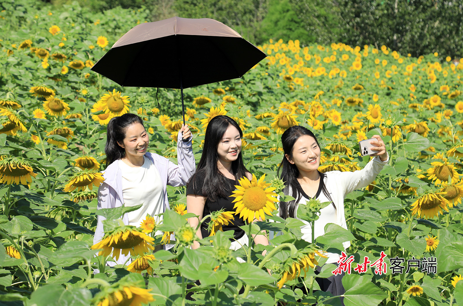 陇原暑期热力满格