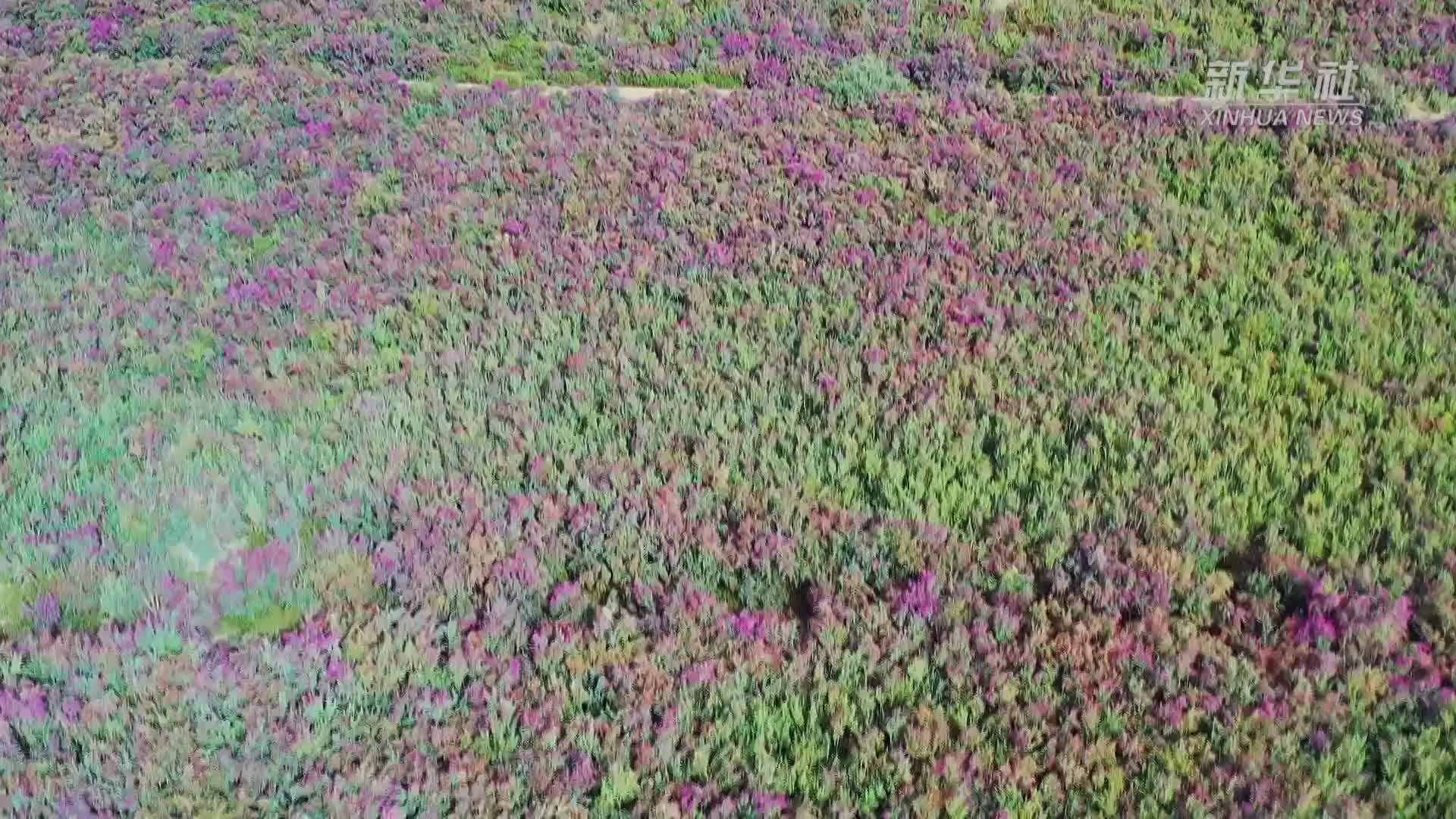 新疆塔里木河沿岸红柳花盛放