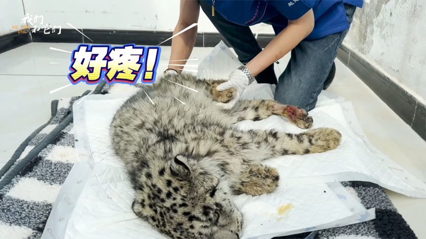 雪豹高空坠落几近瘫痪，饲养员每日按摩助它康复