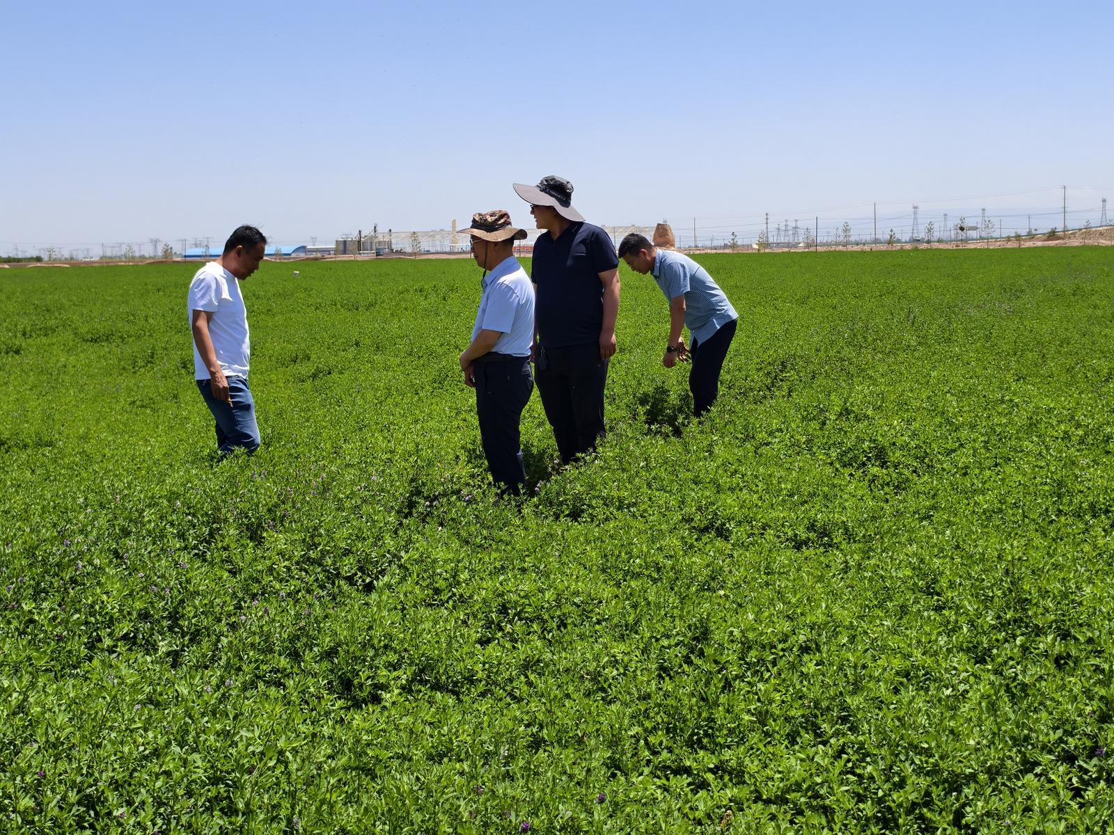 永昌二茬苜蓿迎收割黄金期　预计总产量突破4万吨