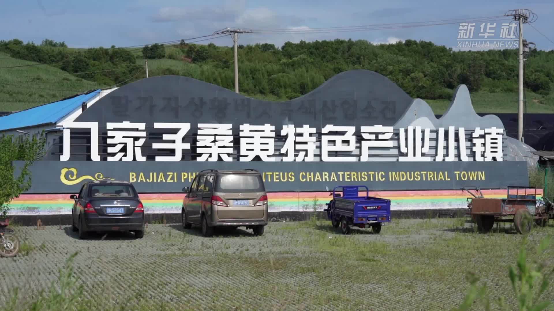长白山下的桑黄种植致富路