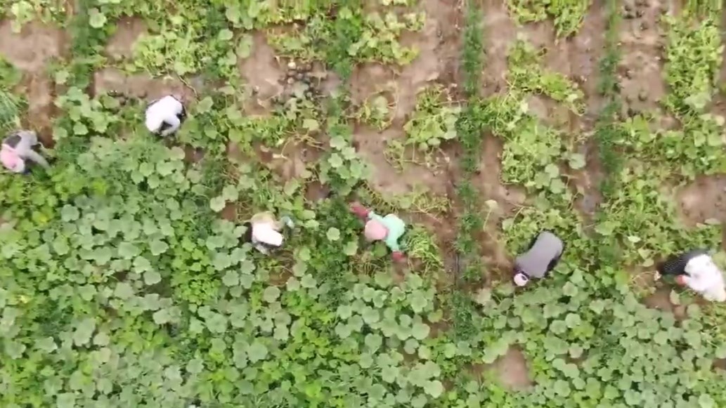 【视频】张掖：特色产业蓬勃发展　铺就乡村振兴致富路