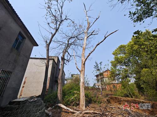 被白蚁蚕食的树木