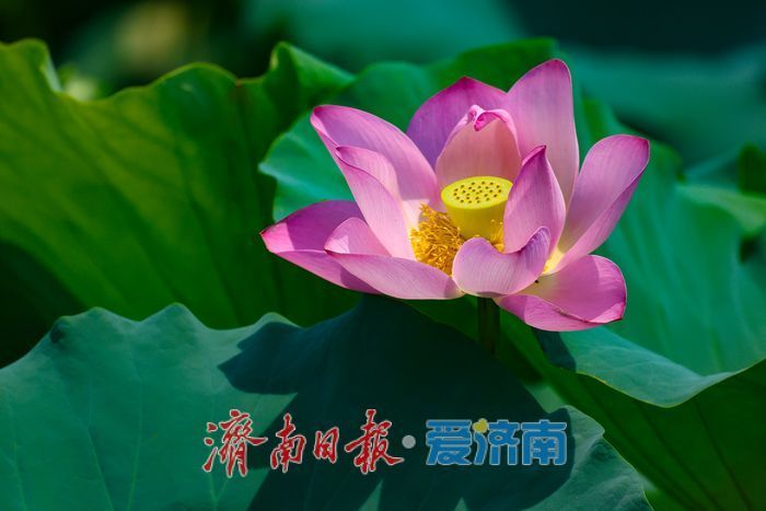 满湖荷花映华山 夏日风光惹人醉