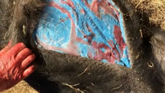 美国加州发现“阿凡达”野猪肉，切开后肉呈现亮蓝色，当局警告不要吃