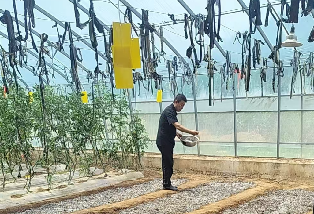 “芹”劳致富“蔬”写振兴 华亭农户奏响夏日劳作乐章