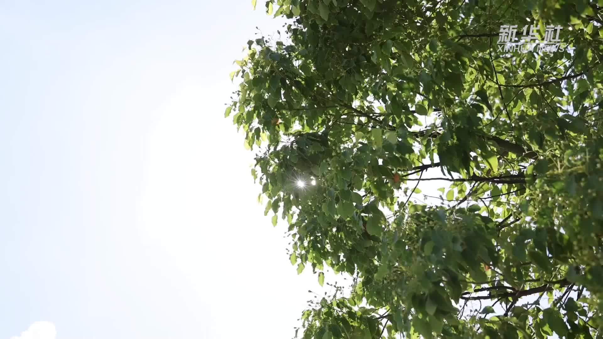 高温下的城市“凉”方