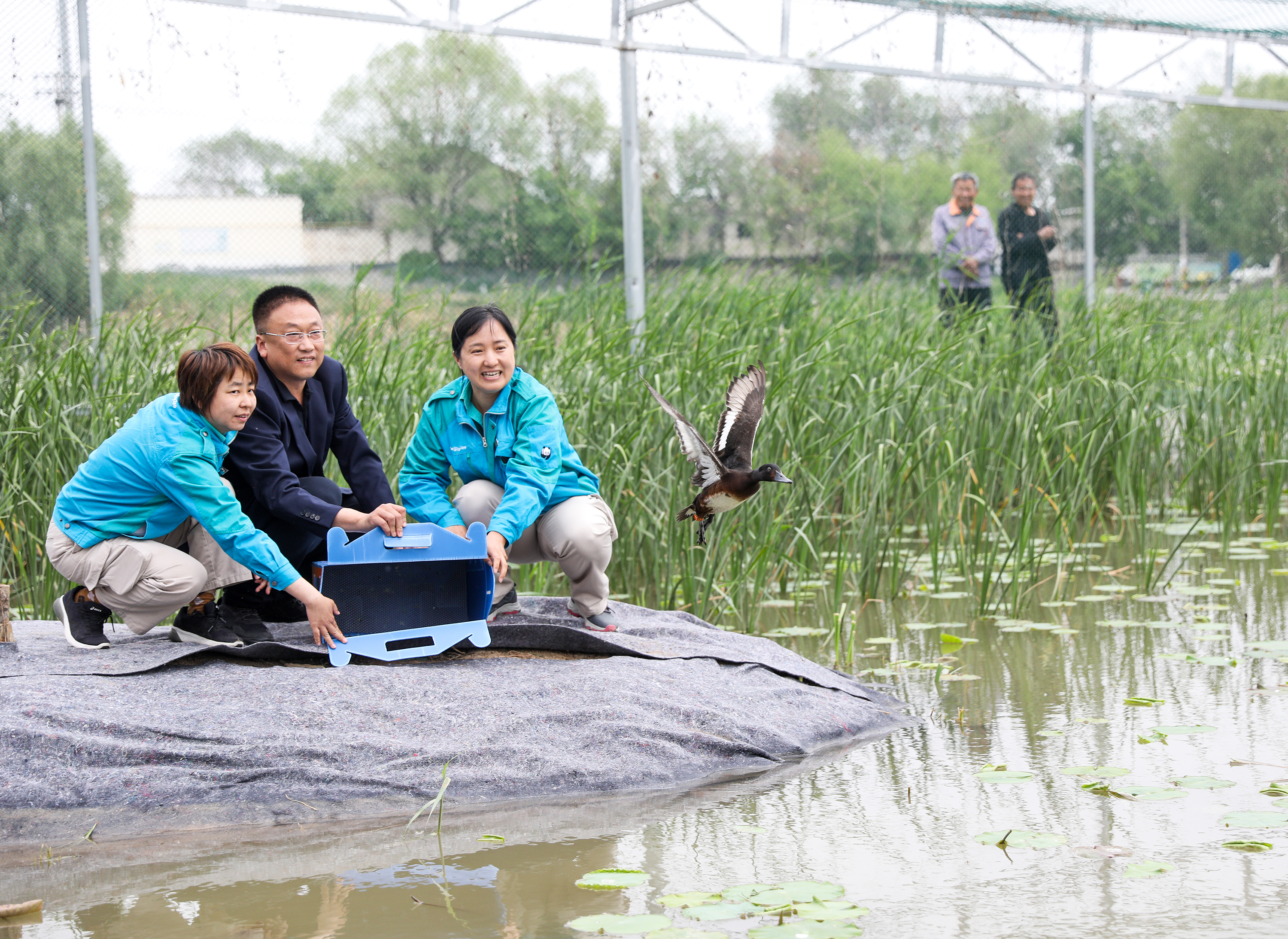 2024年4月28日，在衡水湖青头潜鸭人工繁育与野化放归研究基地，工作人员缓缓开启箱门，青头潜鸭带着几分试探与雀跃，融入自然的怀抱。陈康摄（资料图片）