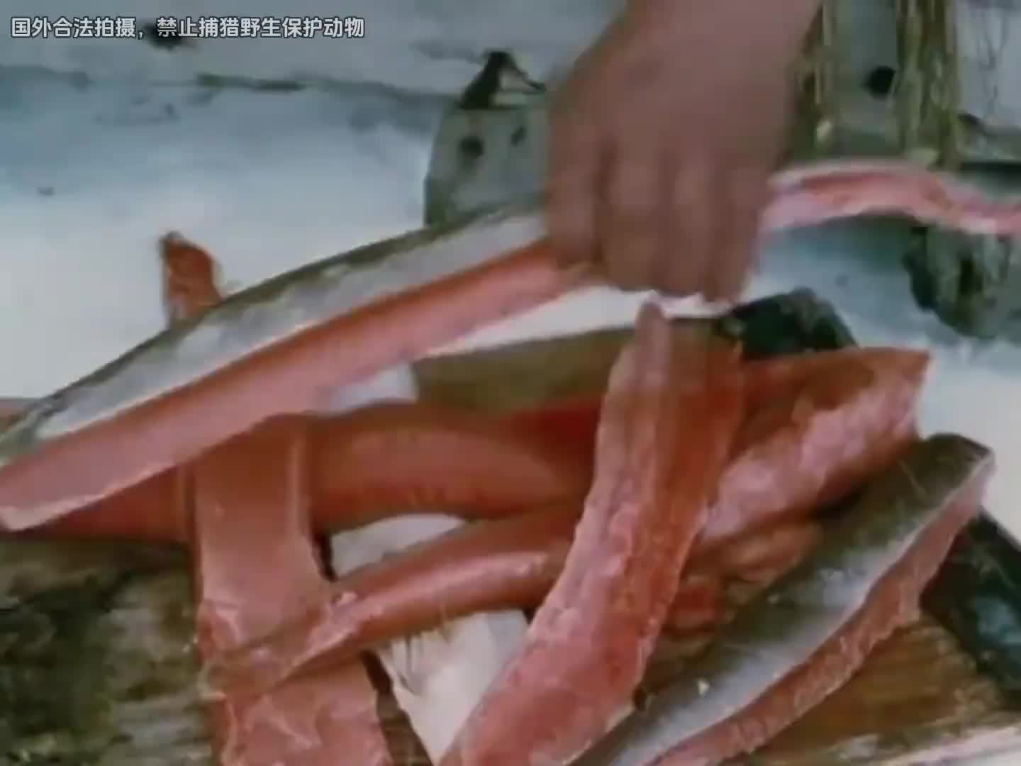 因纽特人在零下五十度的北极吃三文鱼，冻成冰棍也吃得津津有味