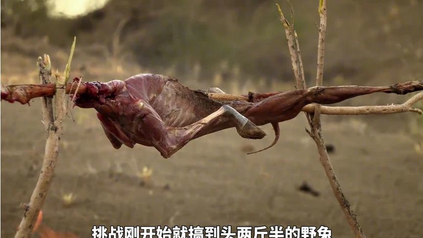 德爷哈萨克斯坦荒野求生，逮到两斤半野兔，吃外焦里嫩的碳烤兔肉