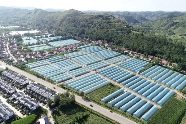 “链”就富“蔬”产业 华亭做了啥