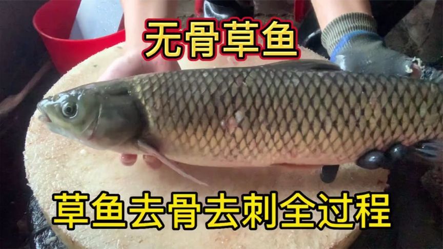 草鱼去骨神技！3分钟学会无刺吃鱼绝招，太神奇了