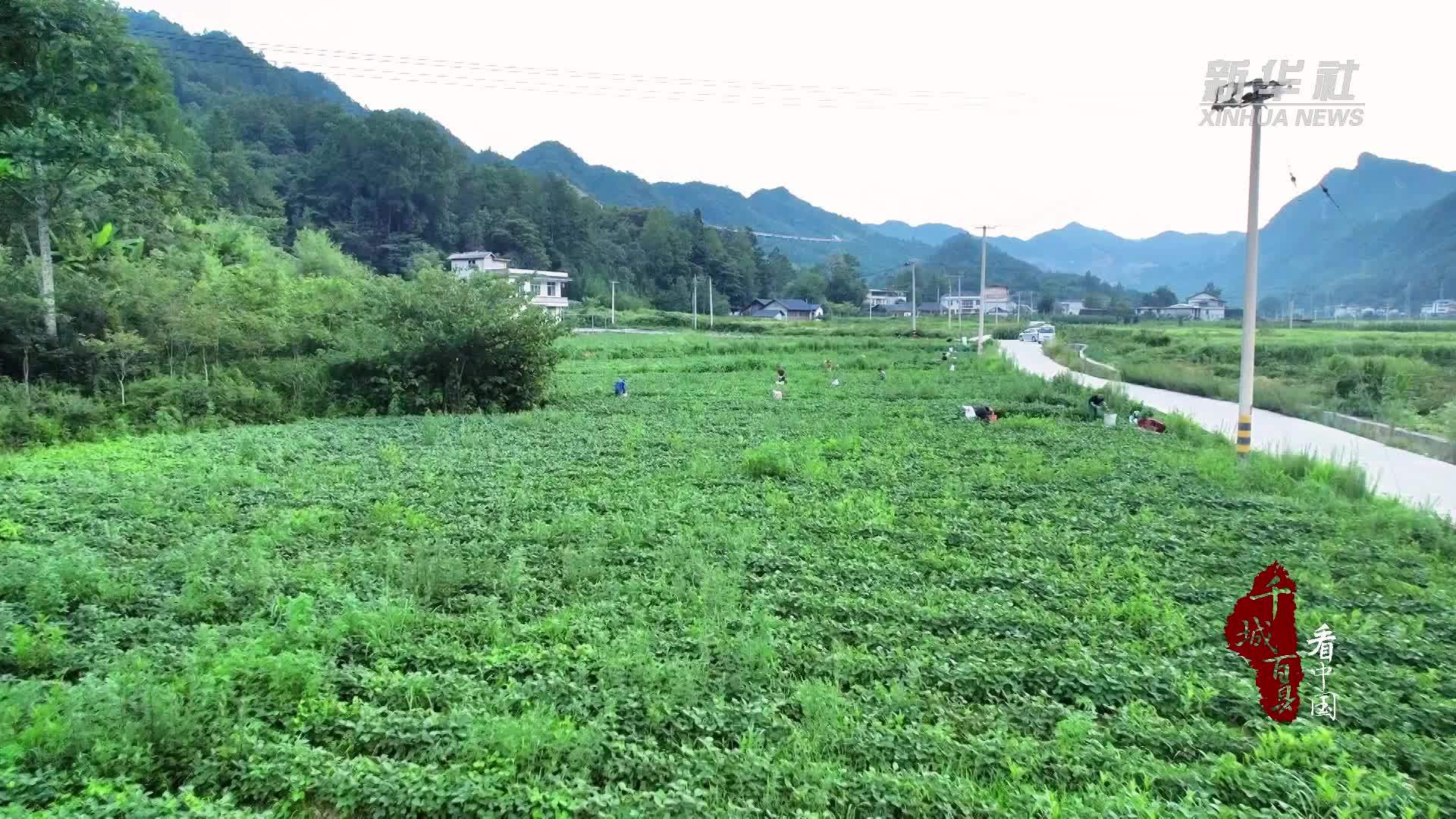 千城百县看中国｜湖北鹤峰：毛豆丰收又增收
