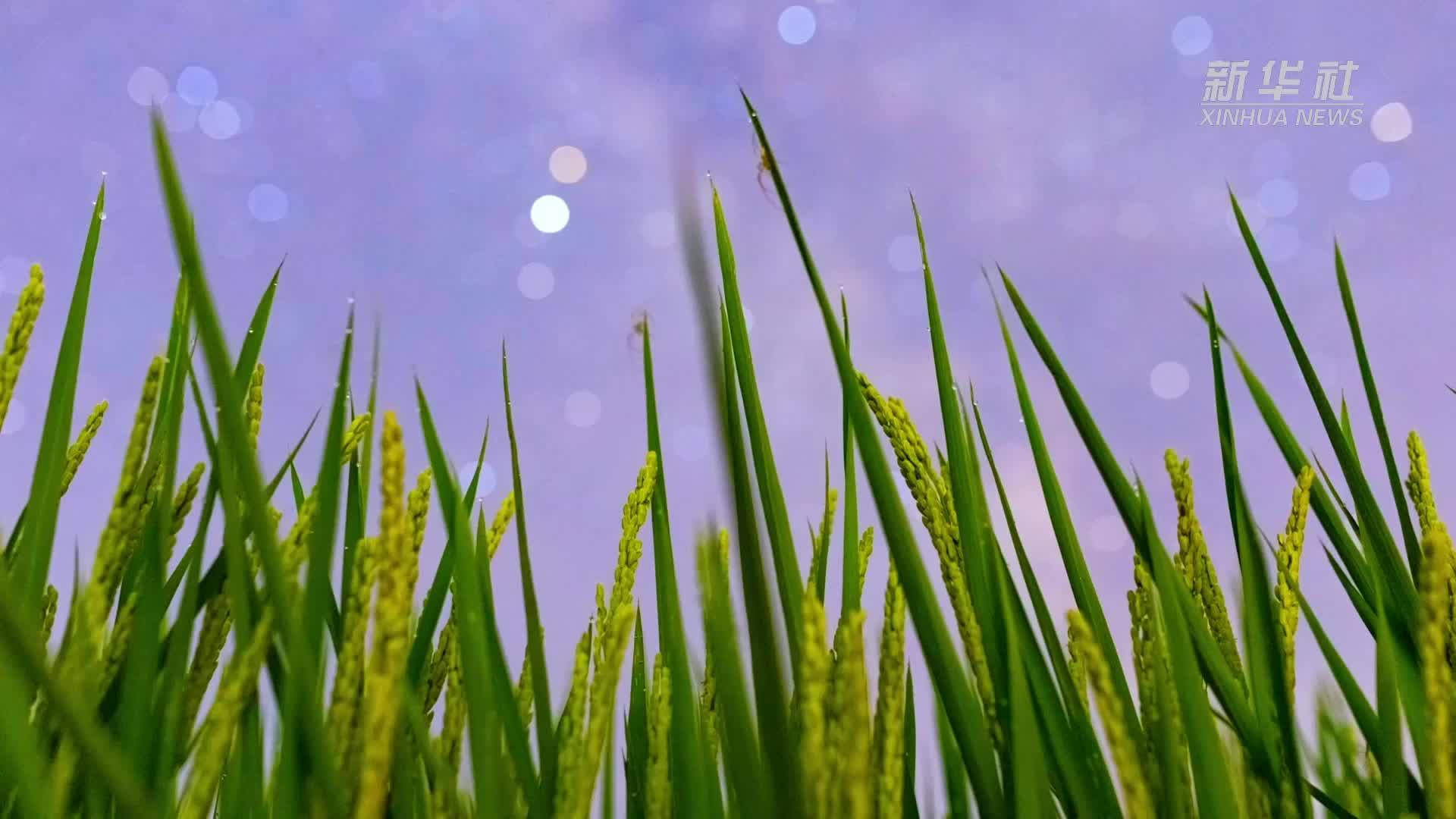 星空相册｜“北大仓”黑龙江：累累硕果“约会”点点繁星