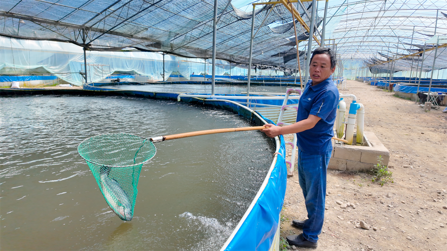 普格县的鲈鱼养殖场