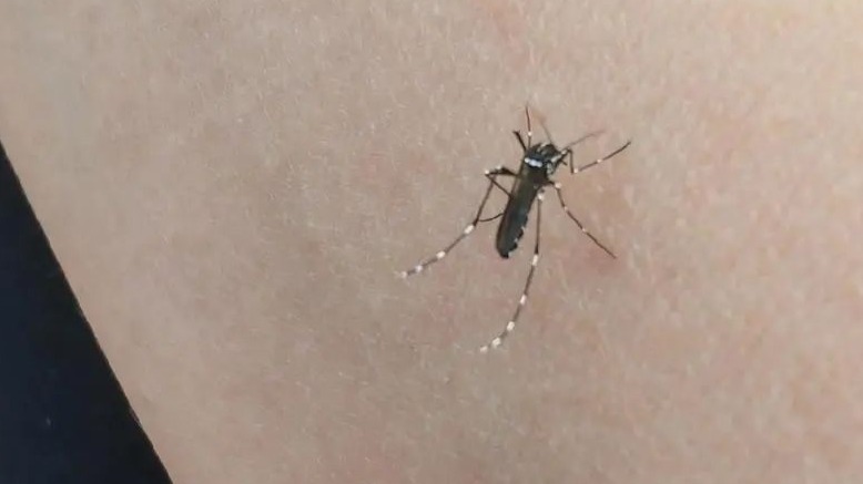 “基孔肯雅热”要如何预防？防蚊灭蚊是关键