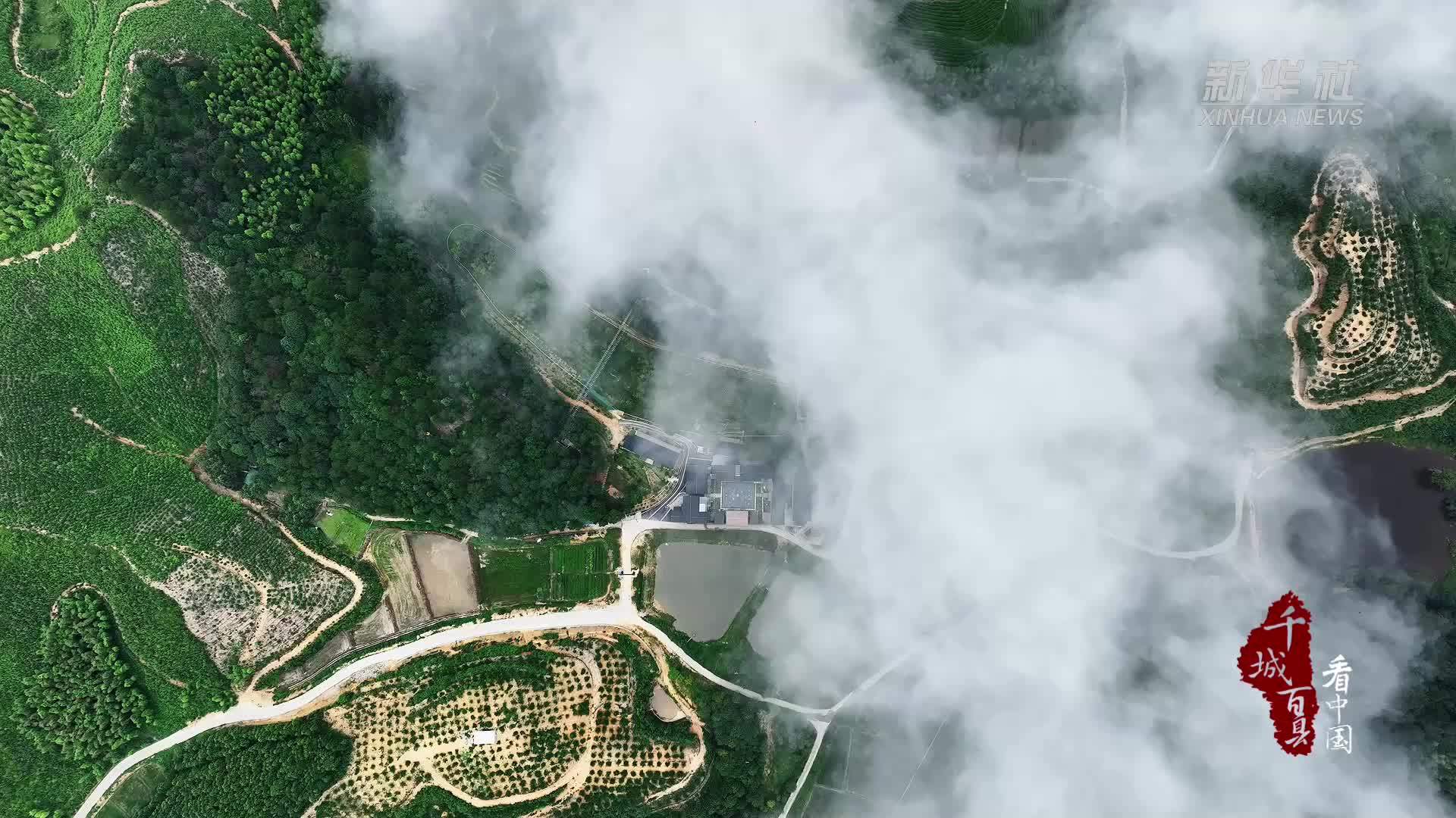 千城百县看中国|福建邵武：黄桃压枝香满园