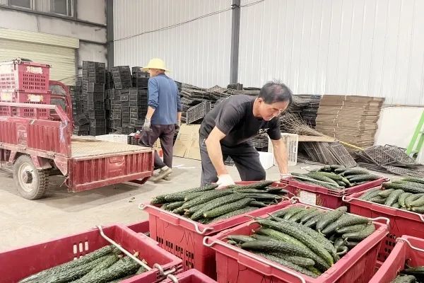 “链”就富“蔬”产业 华亭做了啥