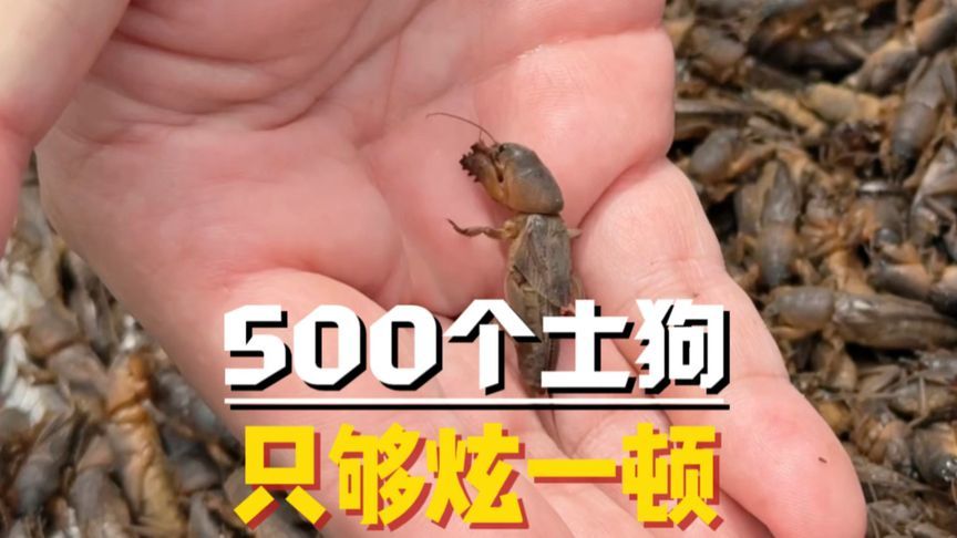 这玩意儿在你们那叫什么？你有吃过吗？这土货配土货，巨香