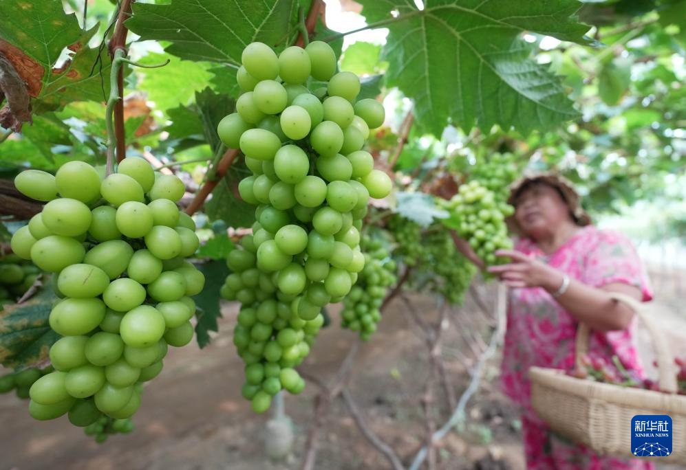 8月8日,果农在河北省昌黎县十里铺乡耿庄村蓝阔庄园采摘葡萄。