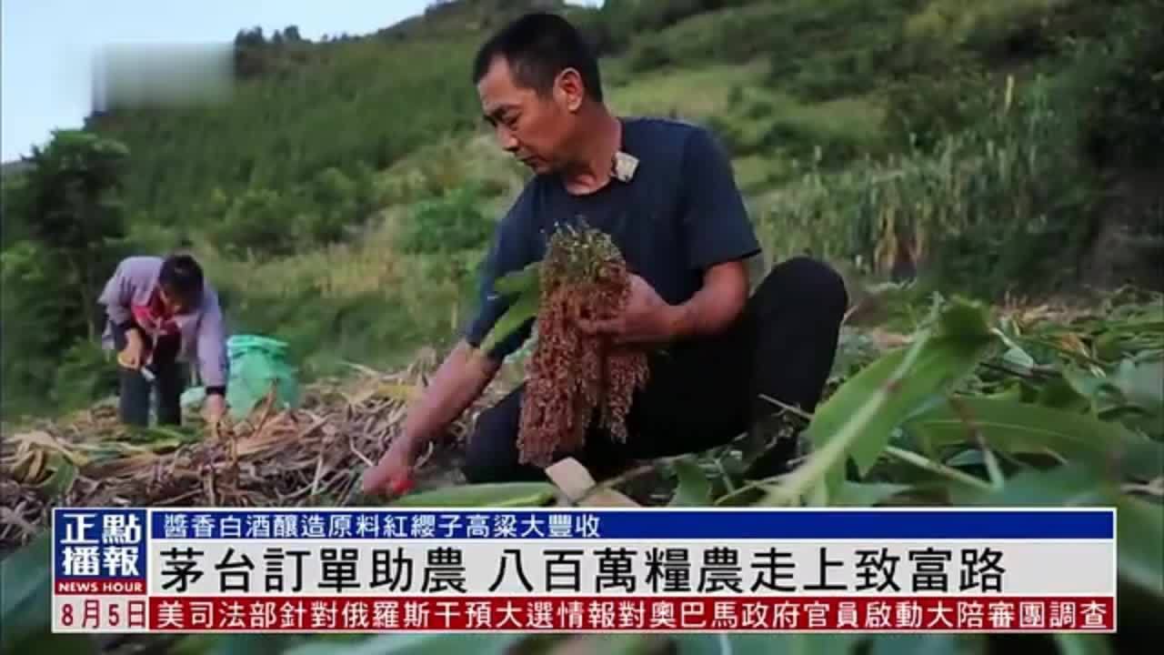 茅台订单助农 八百万粮农走上致富路